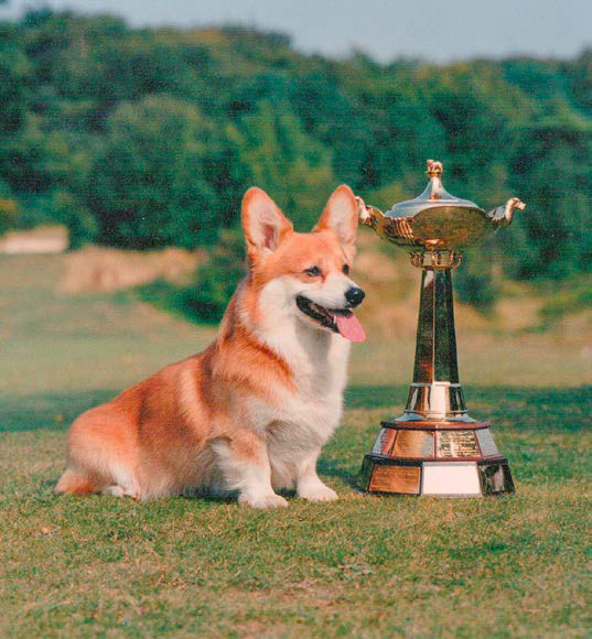 Demystifying the Corgi: Unraveling Its Rich History