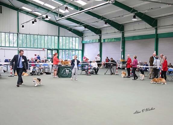 Dog Show for Pembroke Welsh  Corgis